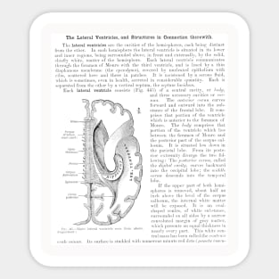 Antique Anatomy Papers Neck Gator Lateral Ventricle Anatomy Sticker